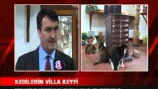 Kedilerin Villa Keyfi