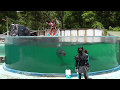 2017 新屋島水族館 イルカライブ の動画、YouTube動画。