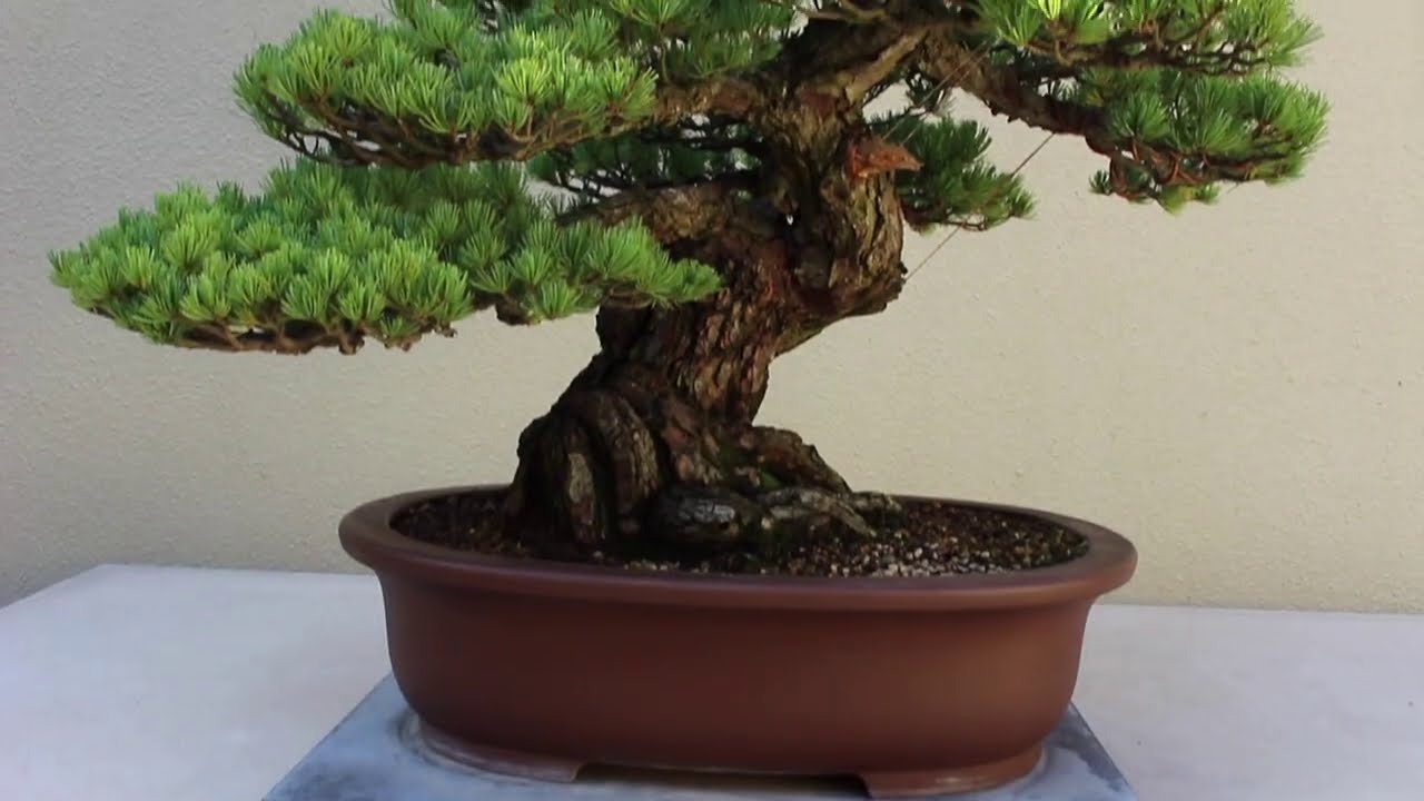 Pine Bonsai inspiration