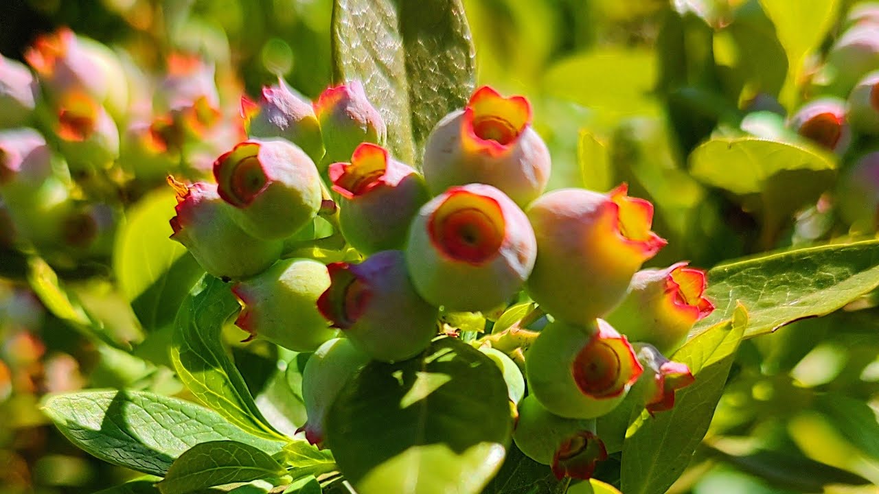 NÃO VAI PLANTAR MIRTILO / BLUEBERRY ANTES DE ASSISTIR ESSE VÍDEO.