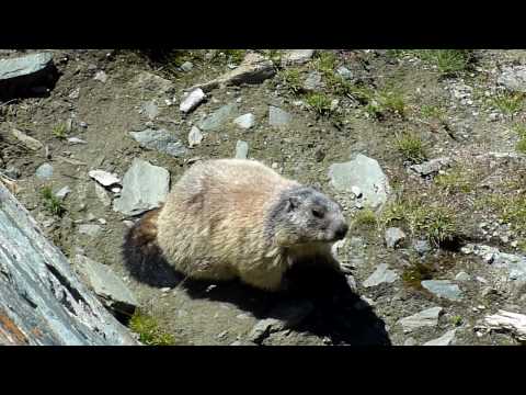 marmot HD