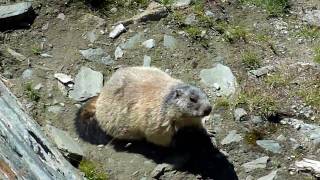 marmot HD
