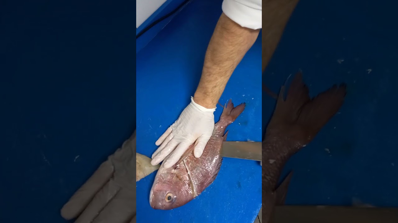 Red Dorado/Sea Bream