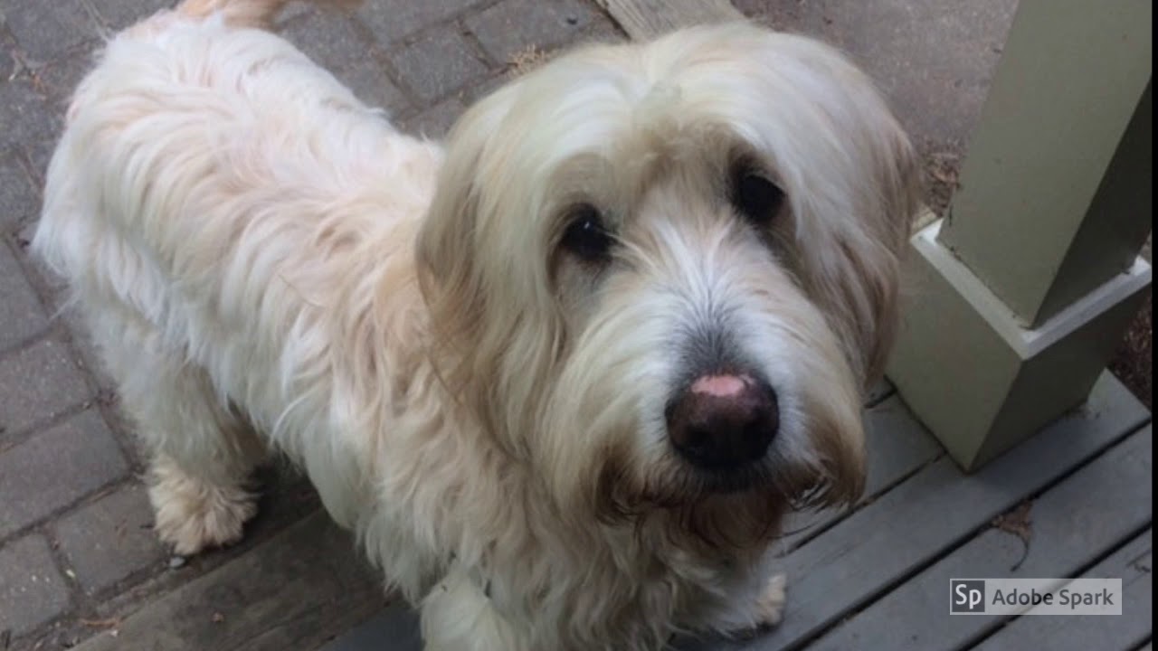 Skookum's Weekend Stay with Emily Rusnak from Bham Pet Sitting in