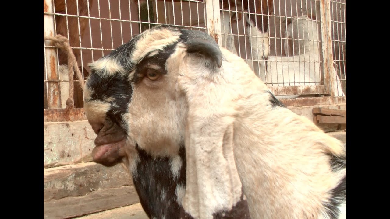 WhatsApp Bakra, WhatsApp is mediator to buy bakra in eid ul adha