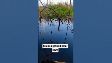 ikan gabus berhasil terpantau didasar rawa #mancing #rawa #ikangabus #underwater #shorts #angler