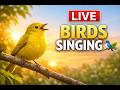 🔴 LIVE: Beautiful Morning Birds Singing | Relaxing Nature Sounds