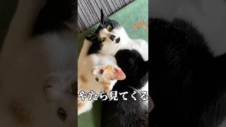 猫あるある早く言いたい #猫 #cat #猫のいる暮らし
