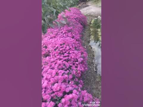 Гуллар - YouTube