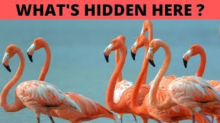 Can You Spot The Lost Objects Among The Animals ?