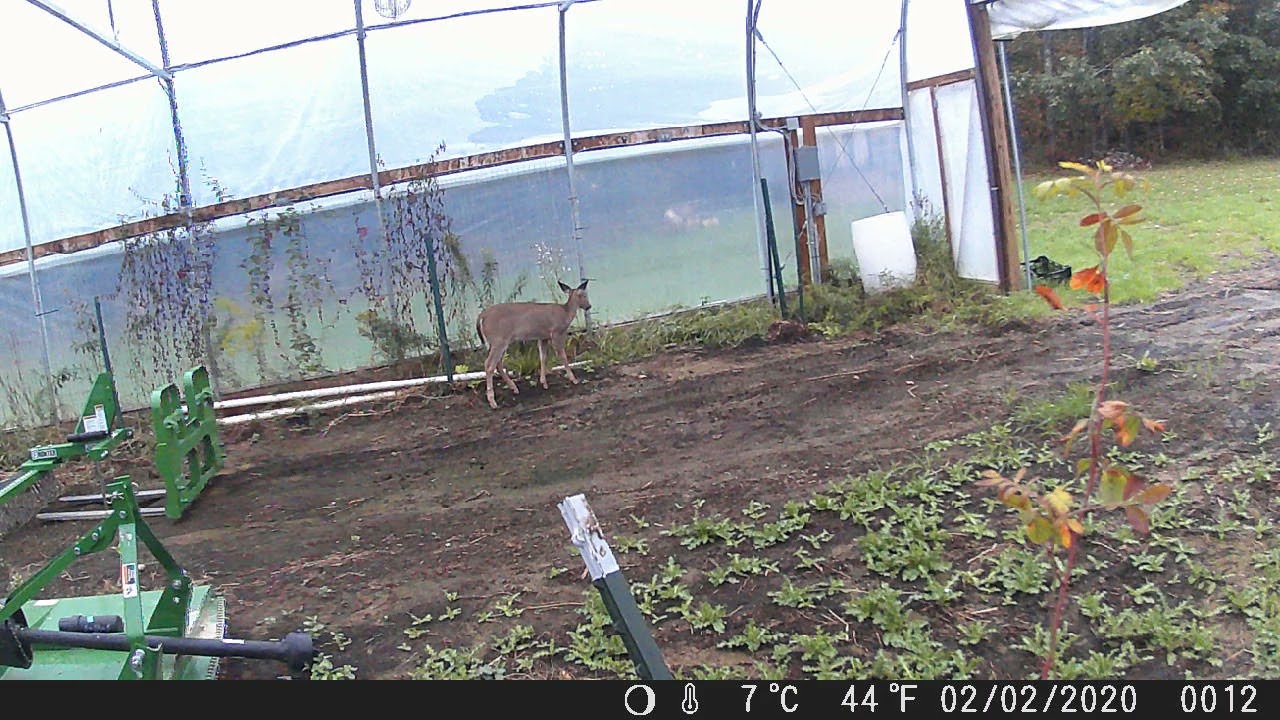 Summer Fall 2021 Deer Day Grazing Greenhouse Maine Doe Eating Hunting Camo TOGUARD H20 Game Camera