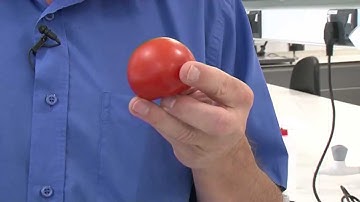 Tomato - Foodskey