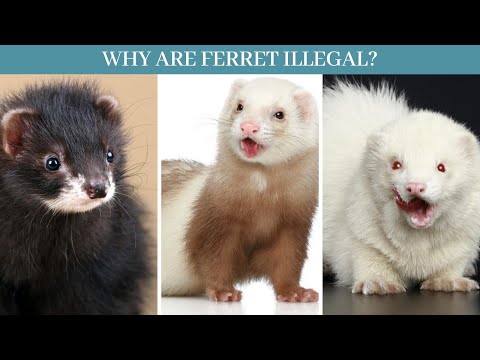 Video: Apakah Ferrets Dilarang di Negara Anda?