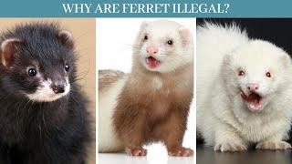 Why Are Ferrets Illegal Why Are Ferrets Illegal In California Why Ferrets Illegal In Some States Youtube