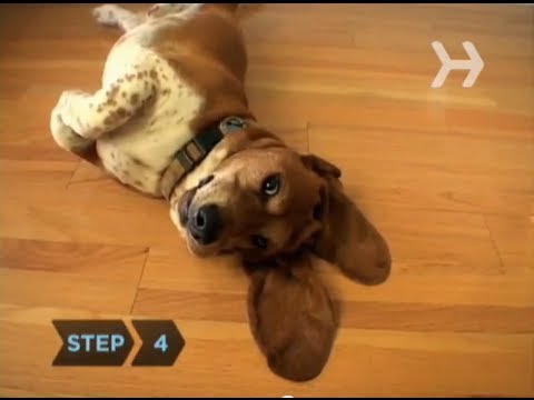 How to House Train a Puppy | Dog Training | FunnyDog.TV