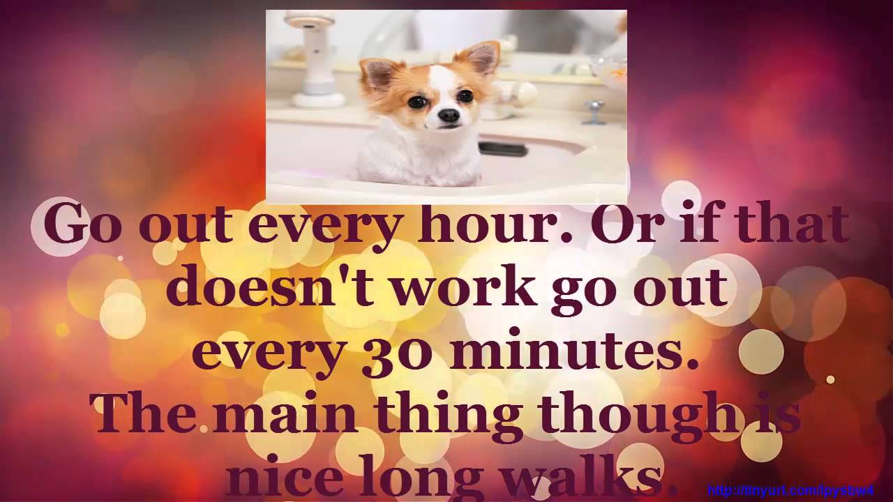 How to house train my female Chihuahua? Get Instant Access Free Training Course on Chihuahua Puppies