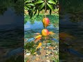 Crystal Waters &amp; Sun-Ripened Fruit