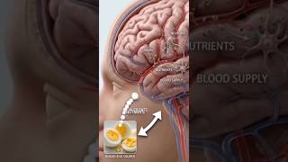 benifitsof eggs #humananatomy #medicalstudents#anatomy #healthyfood #brainanatomy #nutrition#health