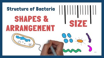 Structure of Bacteria | Part 1 | Cell size, shapes and forms