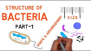 Structure of Bacteria | Part 1 | Cell size, shapes and forms