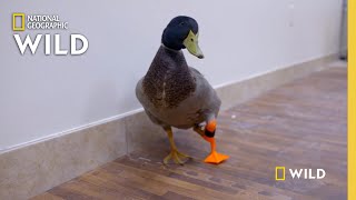 A Duck Gets a Prosthetic leg | Wizard of Paws