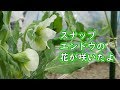 エンドウ 花 123316-えんどう 花