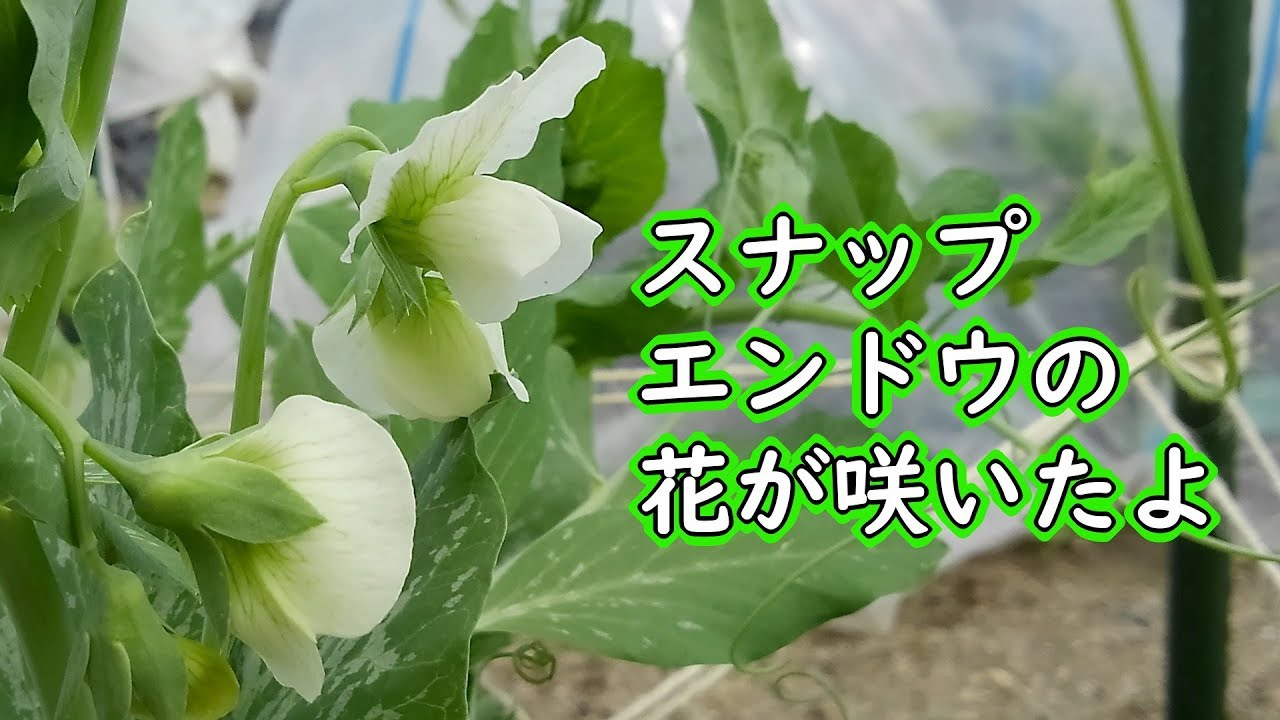 スナップエンドウの花が咲いたよ Youtube