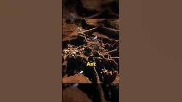 Hoe een miljard mieren ondergronds leven