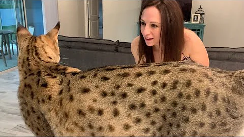 Video 1672171: f2 savannah cat, love big cat, cute cat