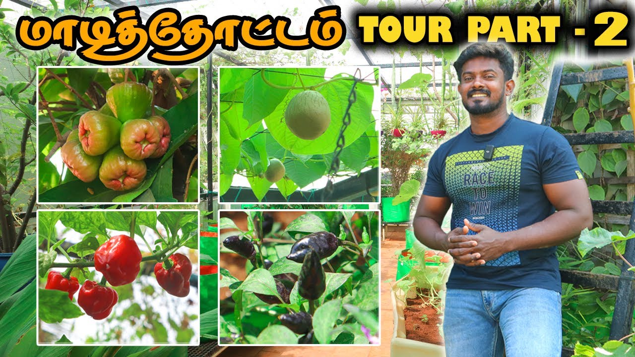 TERRACE GARDEN TOUR | SUMMER UPDATE | NEW EXOTIC FRUIT TREES | RAMBUTAN | CAT EYE FRUIT