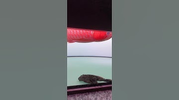 Huyết long lên đèn 5in1 thế hệ mới zako #arowana