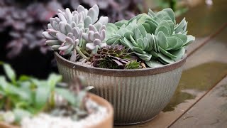 The Garden Gurus - Succulents