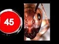 HORMIGAS(la batalla por los citricos)