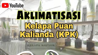 Aklimatisasi Kelapa Kopyor | Kelapa Puan Kalianda (KPK)