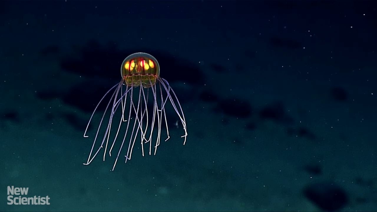 "Jacko'lantern" jellyfish seen above Mariana trench YouTube