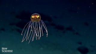 "Jack-o'-lantern" jellyfish seen above Mariana trench
