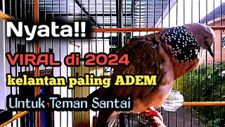Download Lagu Derkuku kelantan top super di tahun 2024 | pancingan derkuku kelantan paling ampuh MP3