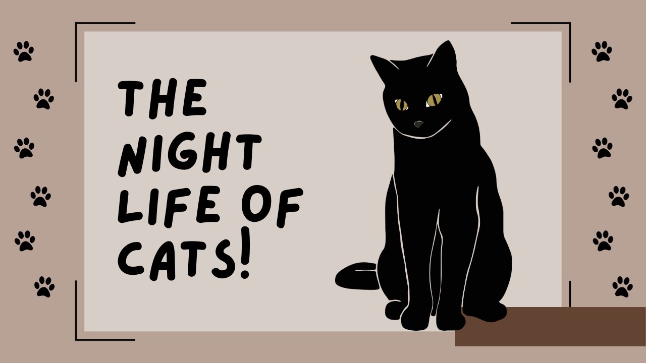 what-cats-do-at-night-indoor-and-outdoor-youtube
