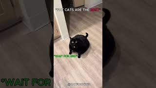 Who is better ? Cat Fat or Cat Athletic🤔💀 #catvideos #cat #catshorts
