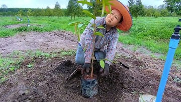 How To Grow Durian Tree After Grafted - Durian Tree Cultivation Technique To Fast Harvest