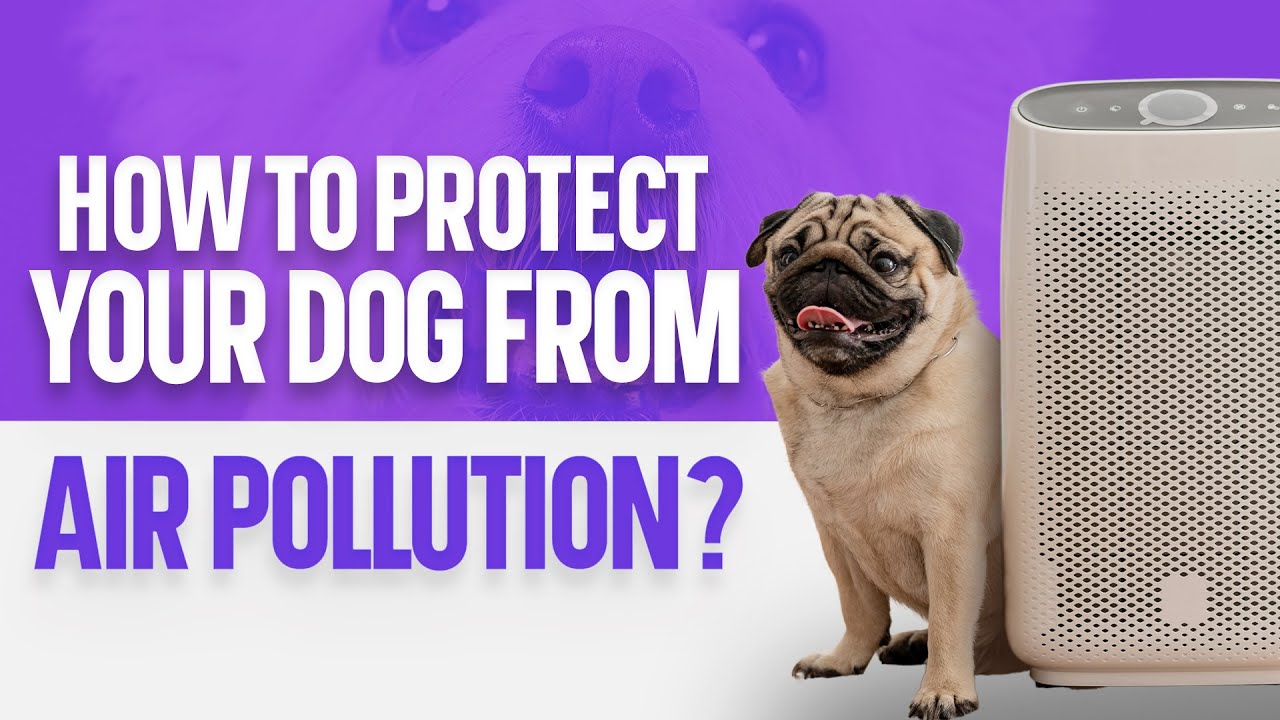 How To Protect Your Dog From Air Pollution? YouTube