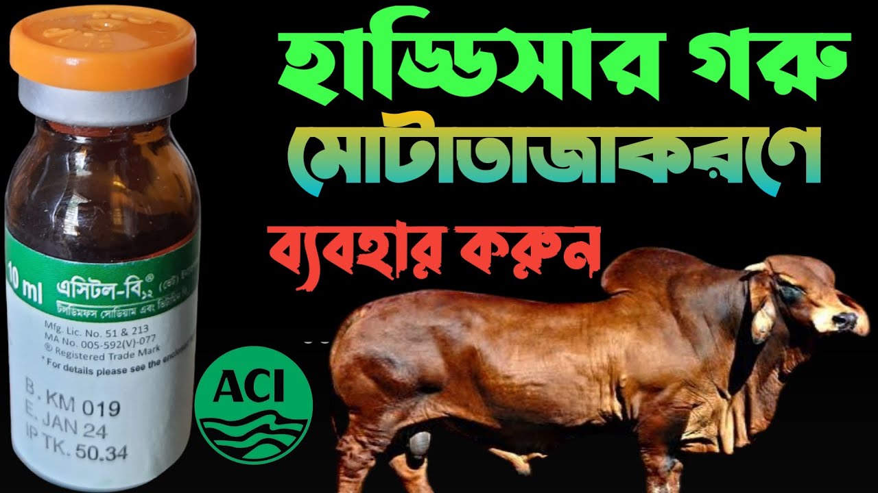 AcitolB 12 inj। ACI ANIMAL HEALTH PRODUCT। হাড্ডিসার গরু মোটাতাজা করণে