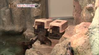 20131117 TV동물농장(다시보기) #2(11)