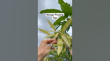 How To Prune Mangoes For Maximum FRUIT PRODUCTION! (Fruit Trees) “Try This!”