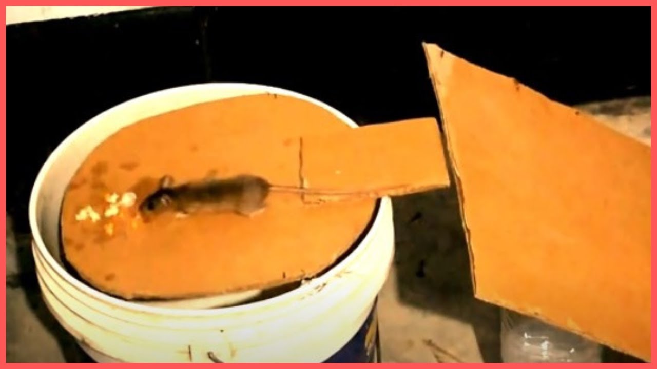 Super Armadilha de rato 🐀 Capturando muitos ratos 🐀 Ratos sendo capturados !