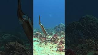 Squid Stays Still Before Swiftly Changing Color and Moving Away