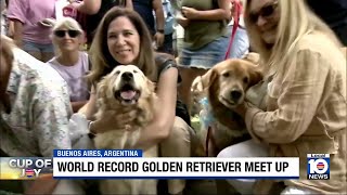 Over 2,300 Golden Retrievers gather at park, setting world record
