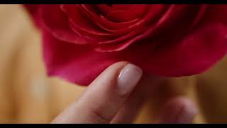 Rose House Fortune Gifts Rose