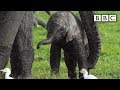 Baby elephant misbehaves and gets left behind  spy in the wild  bbc