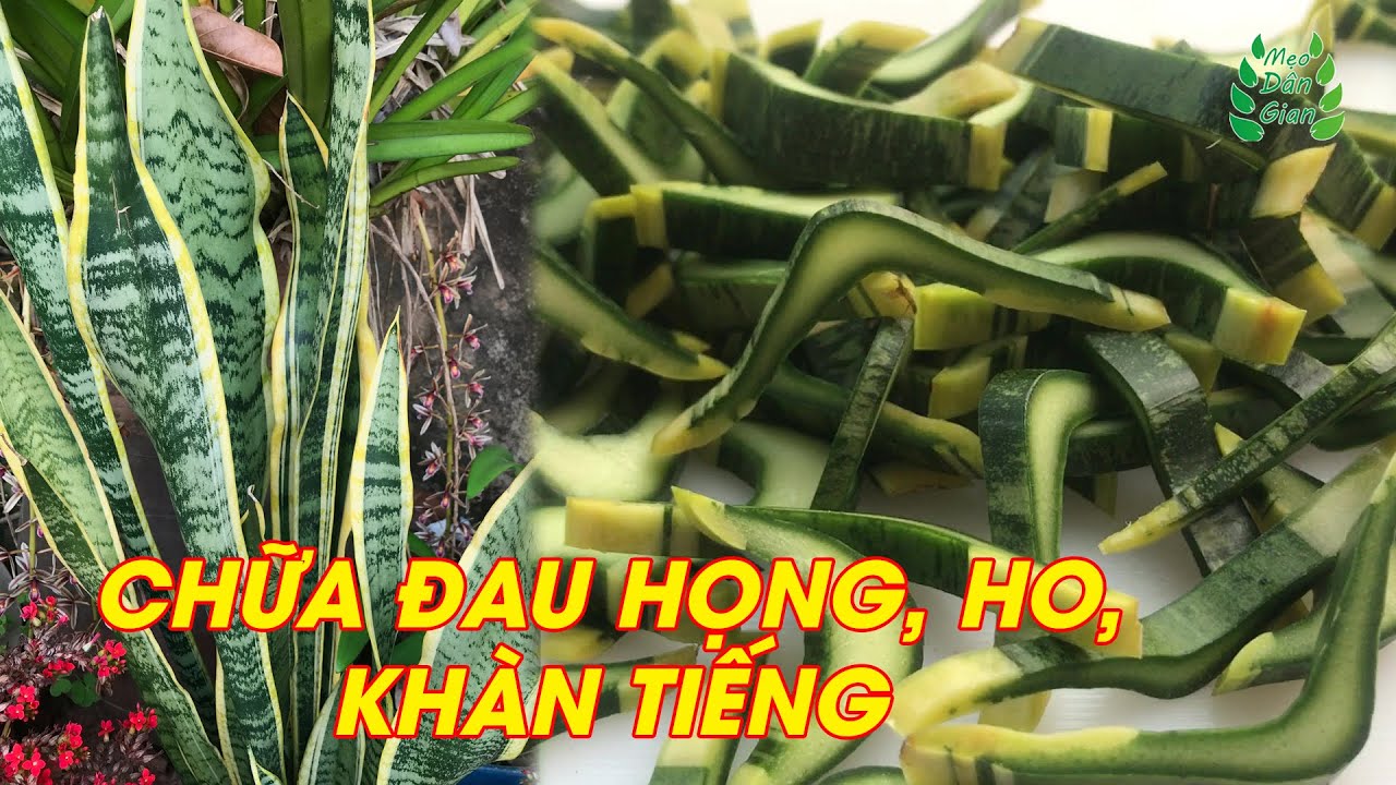 CÂY LƯỠI HỔ - Bất Ngờ Công Dụng Điều Trị VIÊM HỌNG, KHÀN TIẾNG, HO